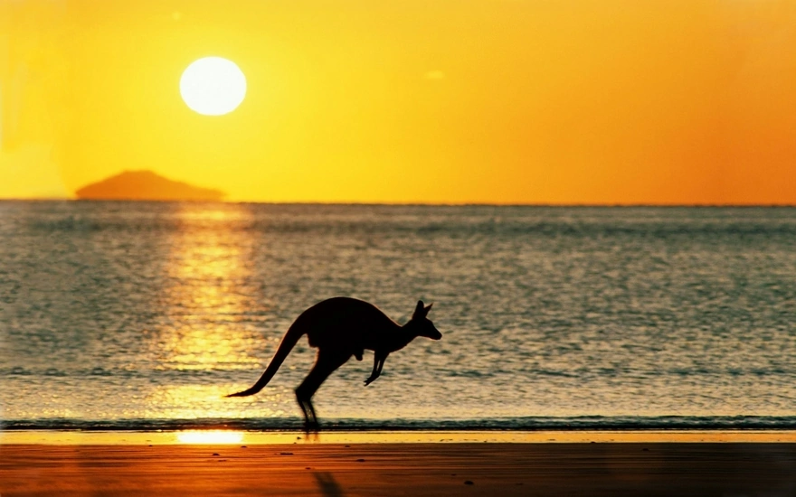 Kangaroo jumping on the seafront