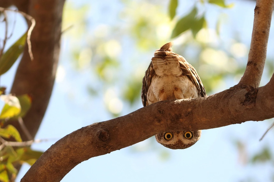 Owl sitting on a branch looking down head