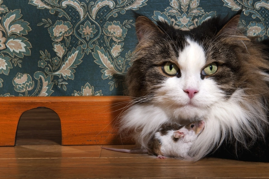 Кошка с мышкой сидят возле норки