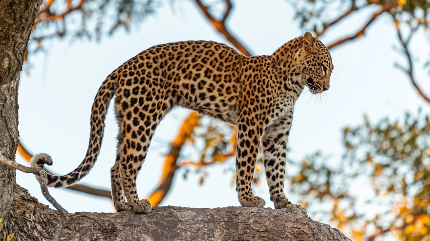 African leopard stands on a tree trunk