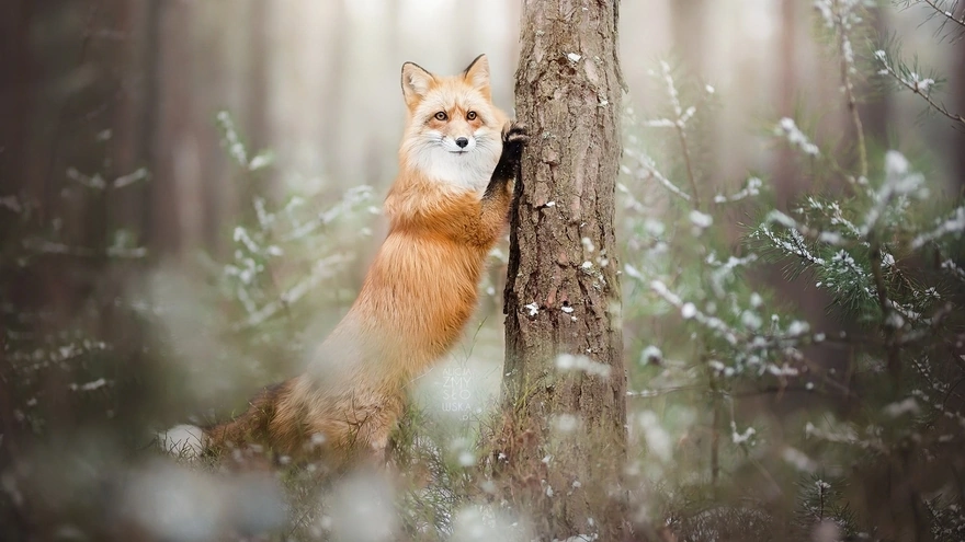 Рыжая лисица упирается в ствол дерева в зимнем лесу