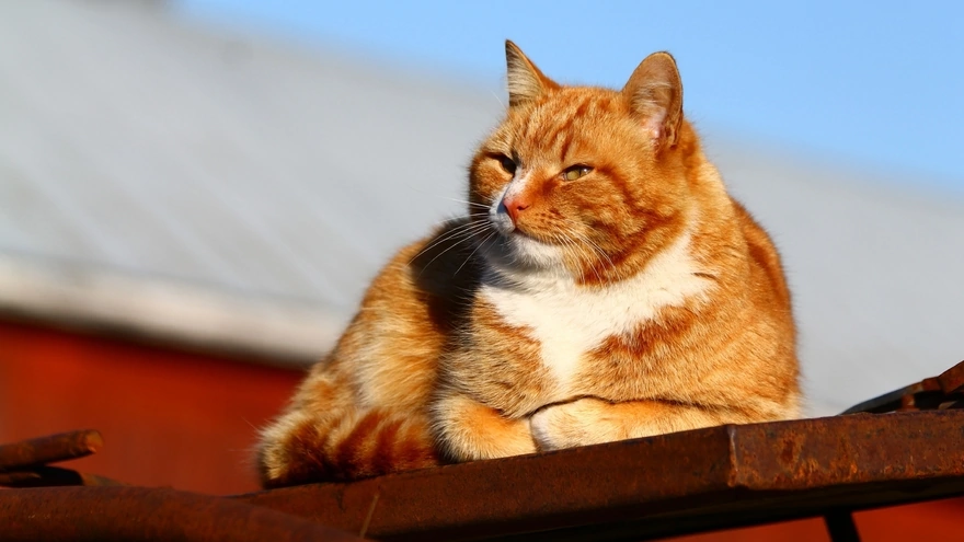 Рыжий кот лежит и греется на солнышке