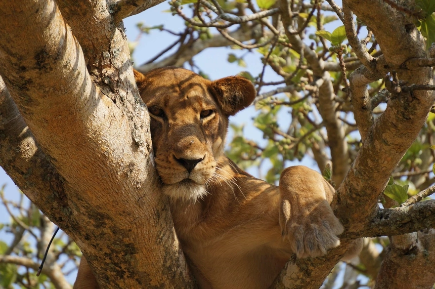 Львица отдыхает на дереве