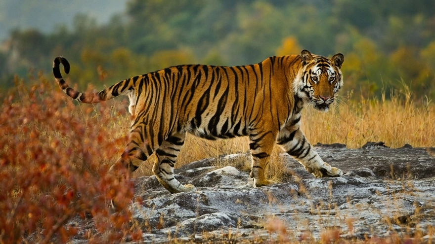 Прогулка тигра по своей территории