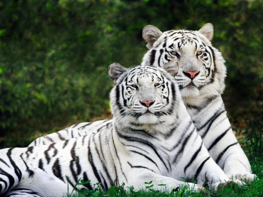 Бенгальские тигры лежат на траве