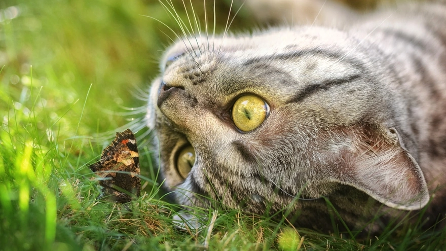 Grey cat lying on the grass and looking at a butterfly