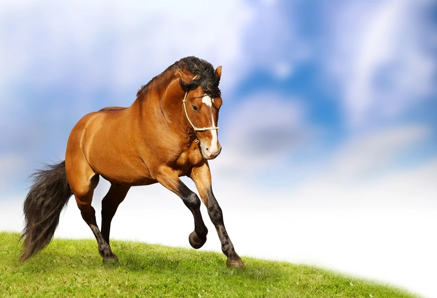 Лошадь скачет по траве