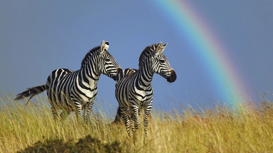 Две зебры и радуга