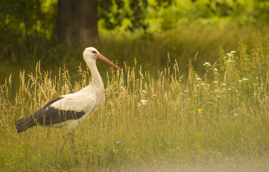 The stork in the grass