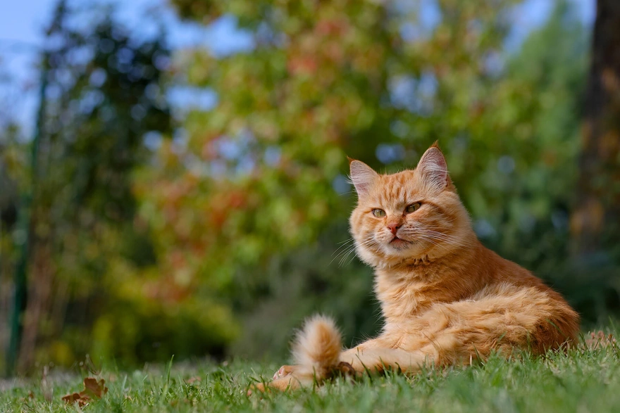 Рыжий котик лежит на траве