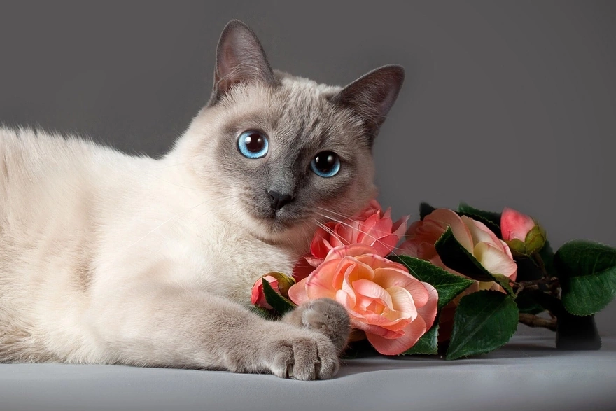 Голубоглазая кошка с цветком