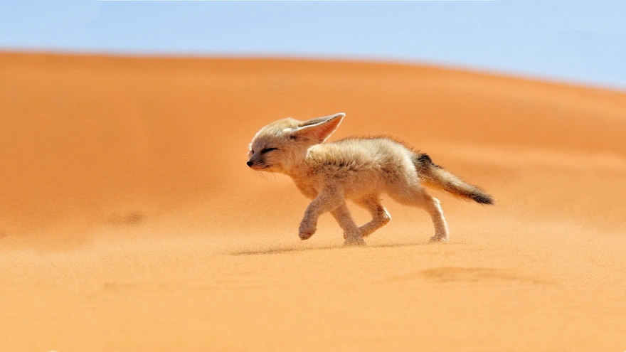 Big-eared animal runs along a sand dune