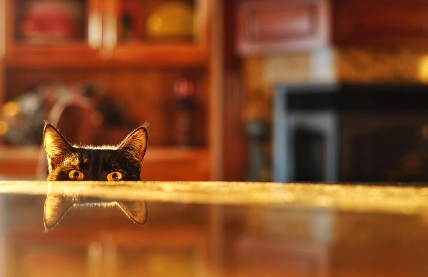 Black cat peeking out from behind the table