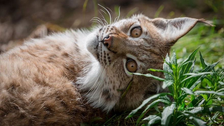 Lynx resting on green grass