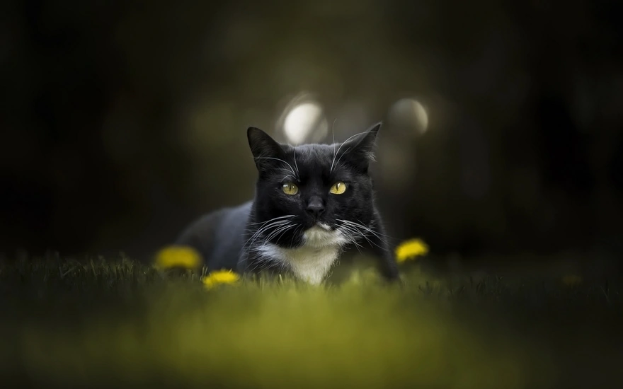 Чёрный кот с белым пятном сидит в траве с одуванчиками