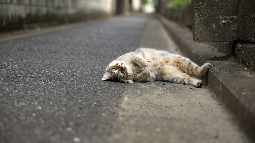 The cat sprawled on the road