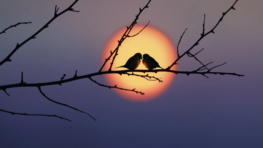 Пара птиц сидят на ветке на фоне солнца