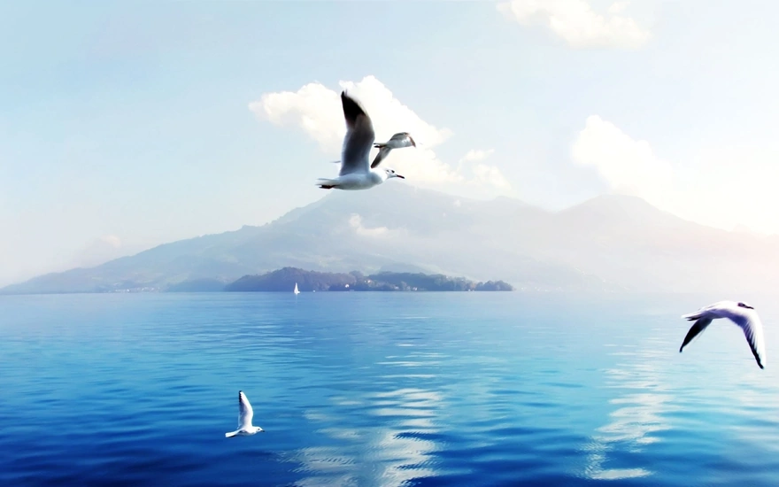 Seagulls fly over the water against the background of the island
