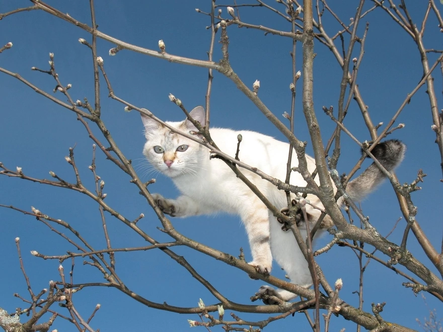Белая кошка на вербовом дереве