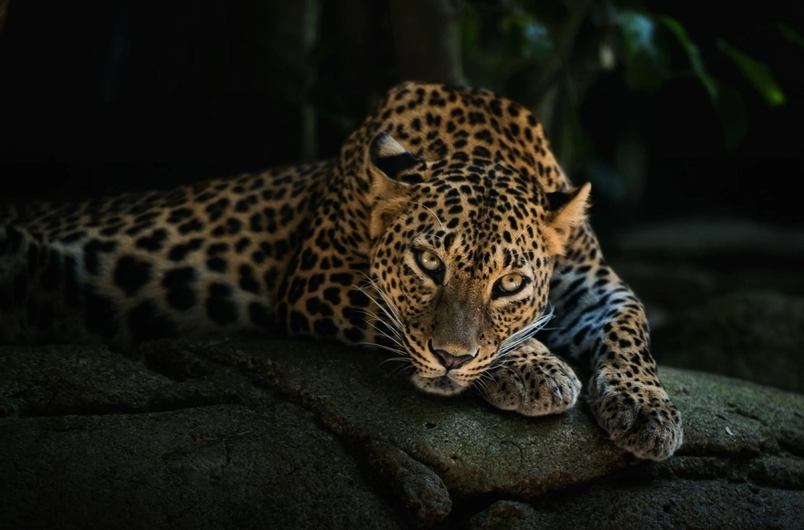 Леопард отдыхает на камнях