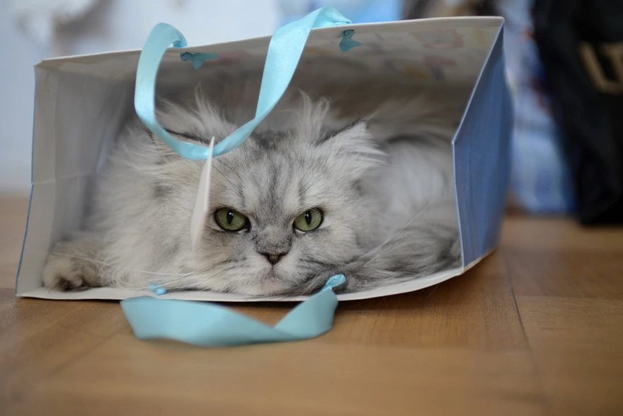 Persian cat rests in a gift bag
