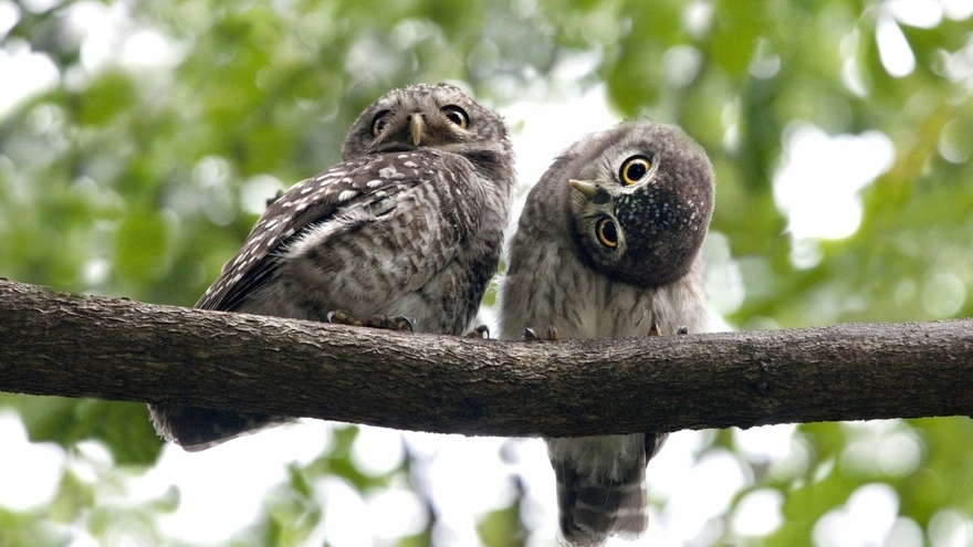 Две совы сидят на ветке дерева