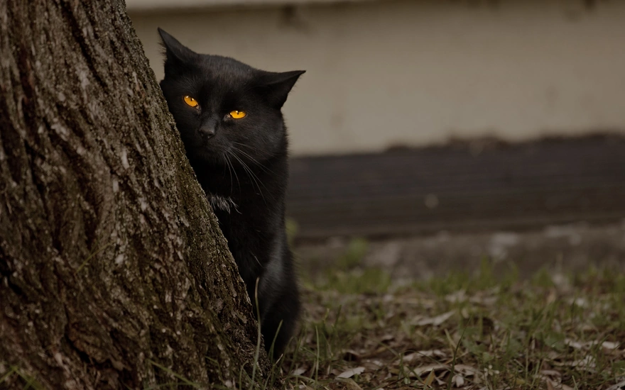 Чёрный кот выглядывает из-за дерева