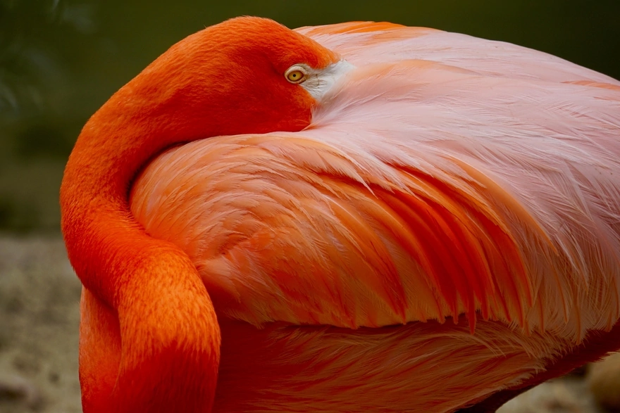 Самый крупная яркая птица семейства фламинго 