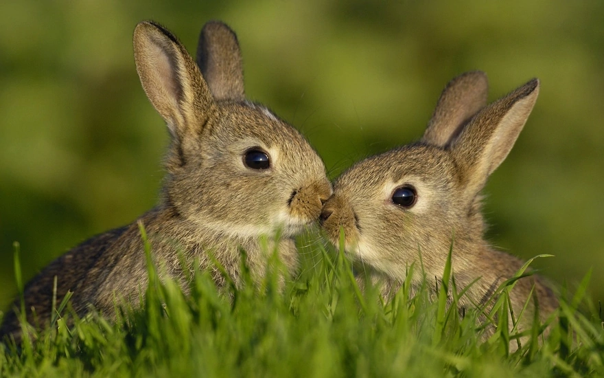 Couple of bunnies