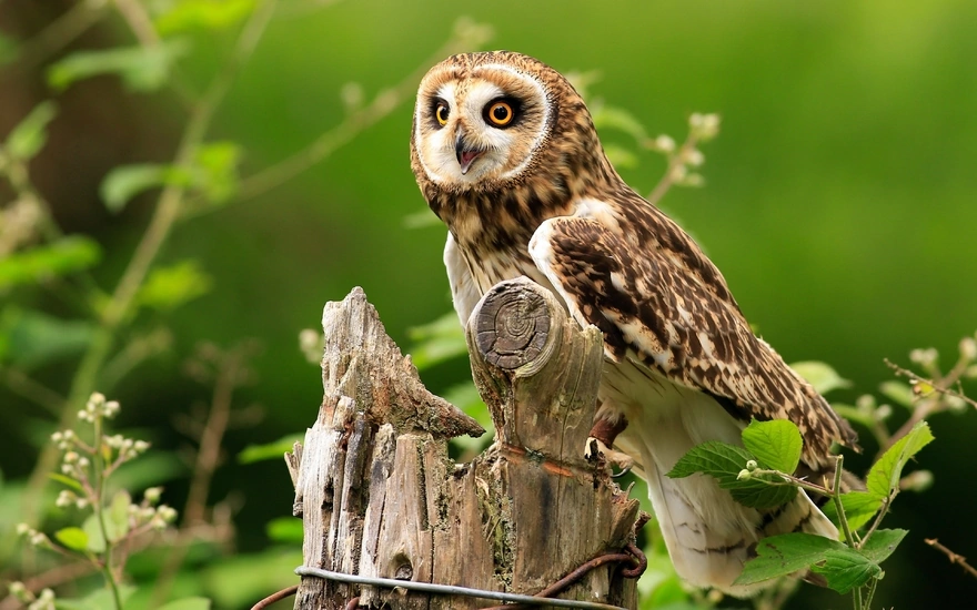 Owl sitting on a stump in the forest
