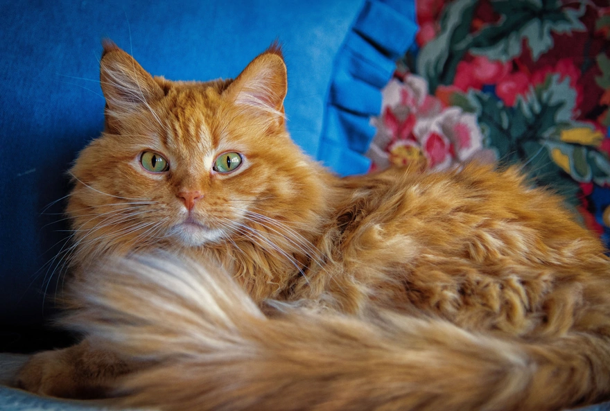 Рыжий пушистый котик с зелёными глазами