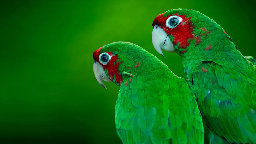 Краснощёкие попугаи