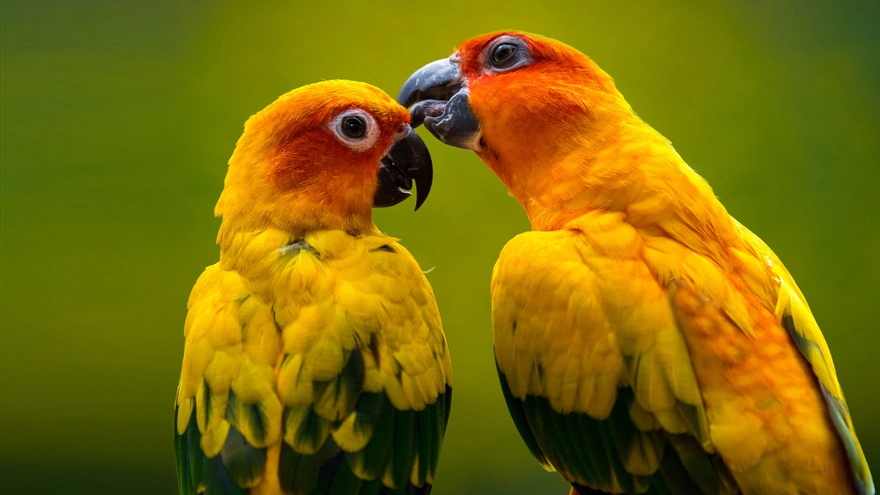 Жёлтые попугайчики заботятся друг о друге