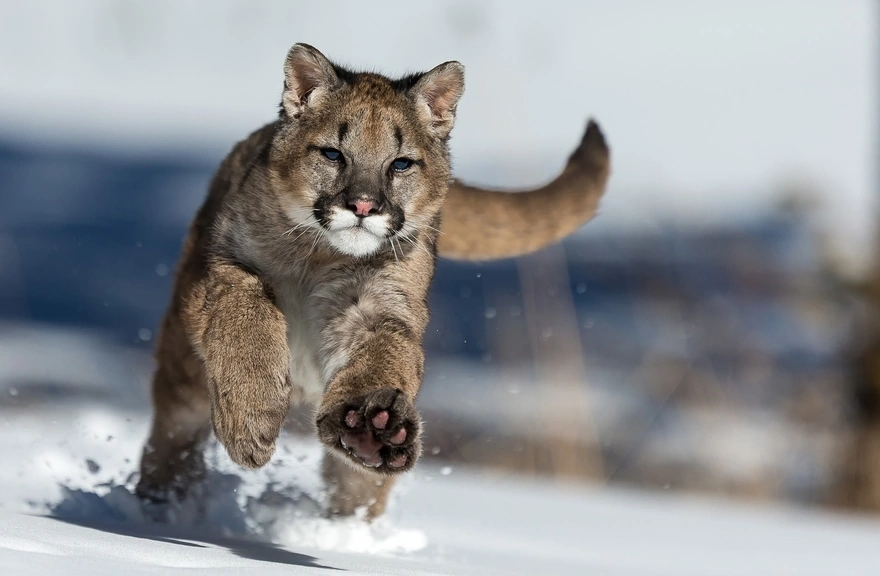 Puma running in the snow in the winter