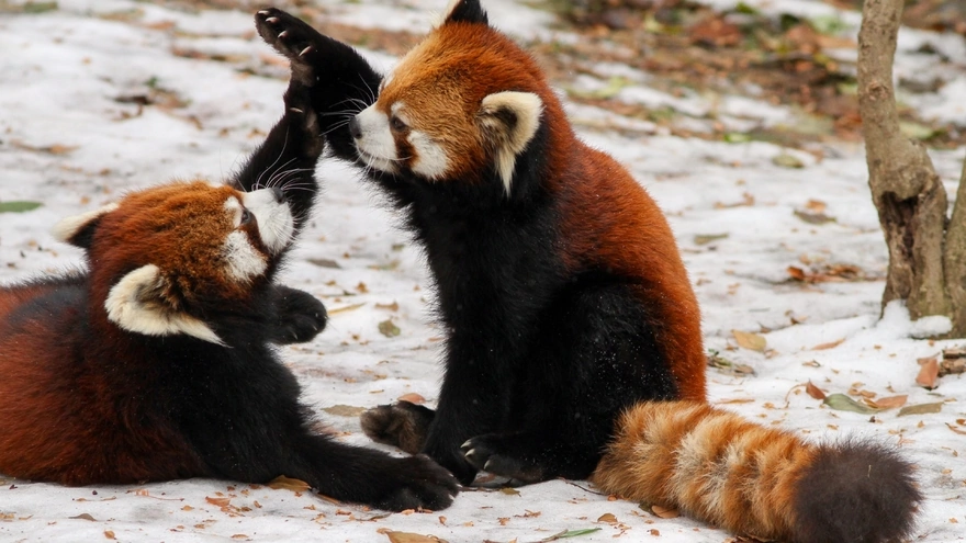 Две малые панды играют зимой