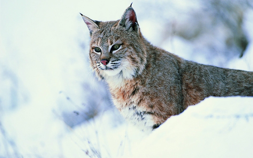 Lynx in the winter