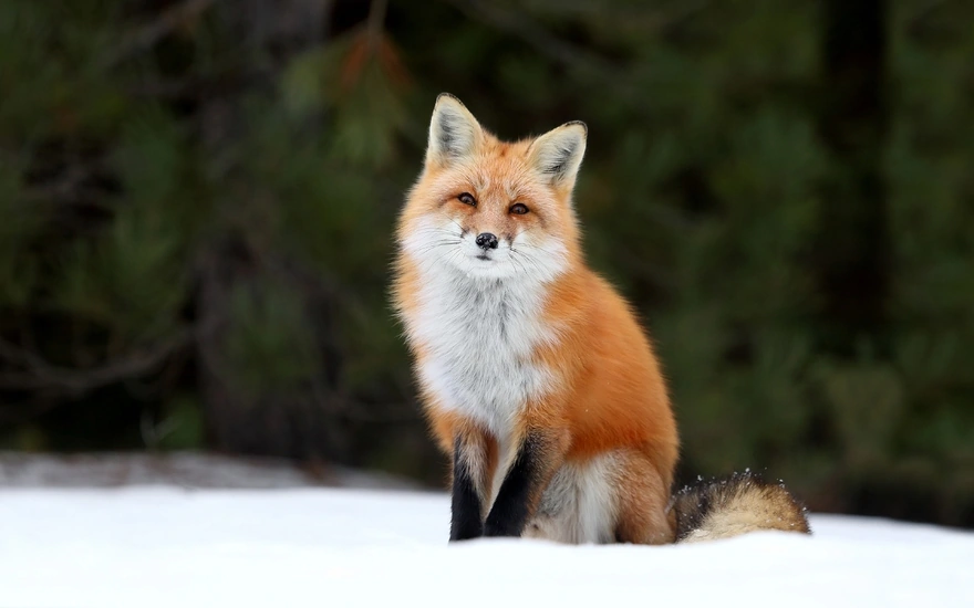 Рыжая лисичка сидит на снегу