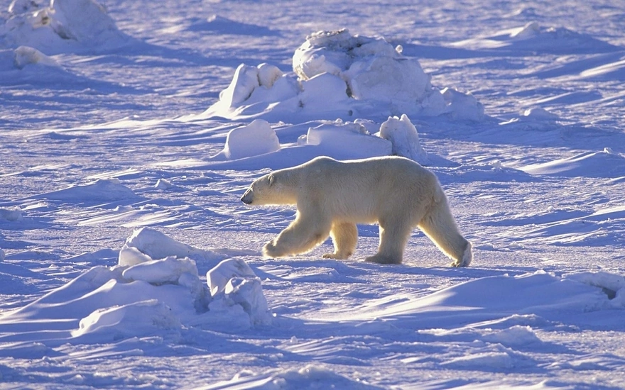 Белый медведь в арктической пустыне