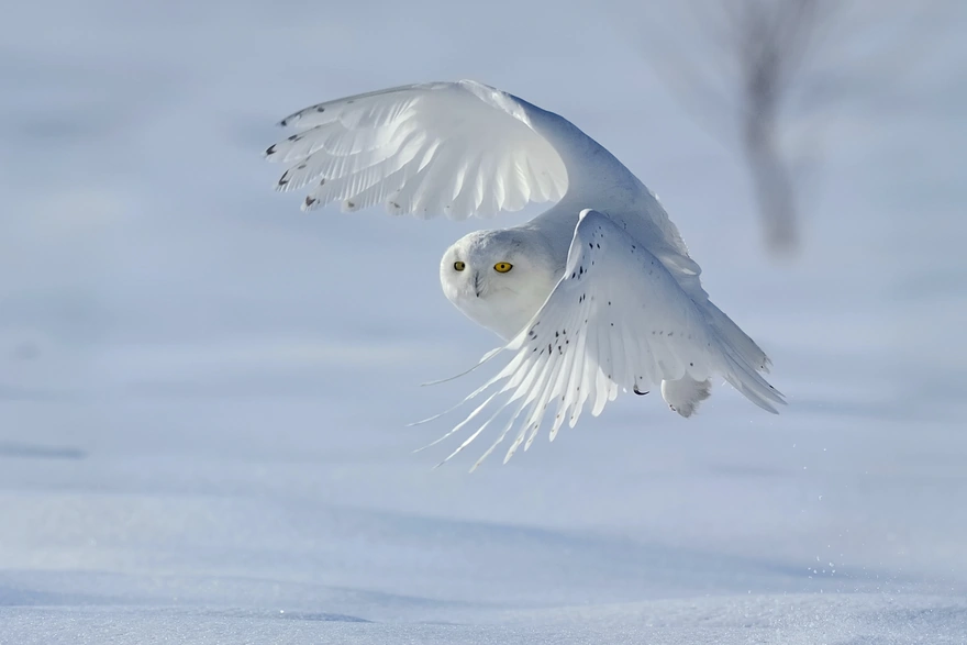 White owl in flight
