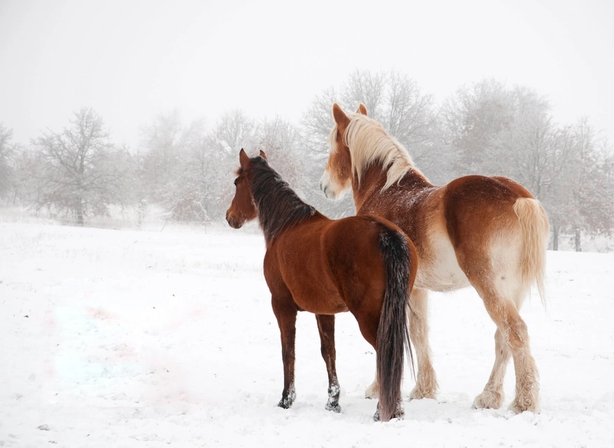 A pair of horses out in the snowy nature