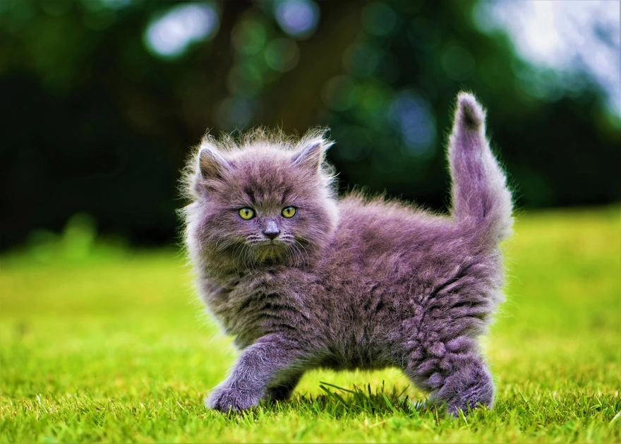 Розовый пушистый котик на зелёной траве