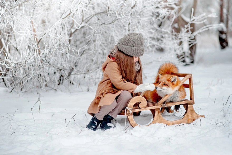 A girl and a fox on a sled in winter