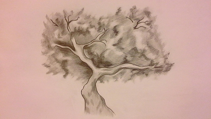 Рисунок дерева карандашом