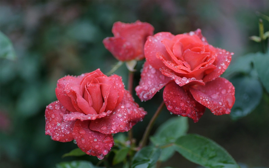 Красивые красные розы в каплях росы
