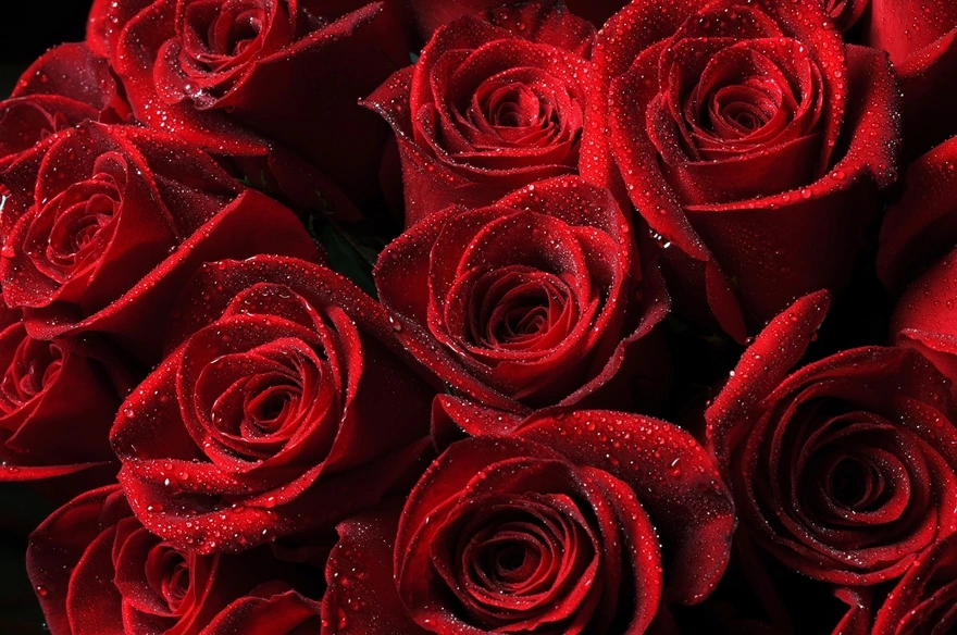 Красные розы покрытые каплями воды