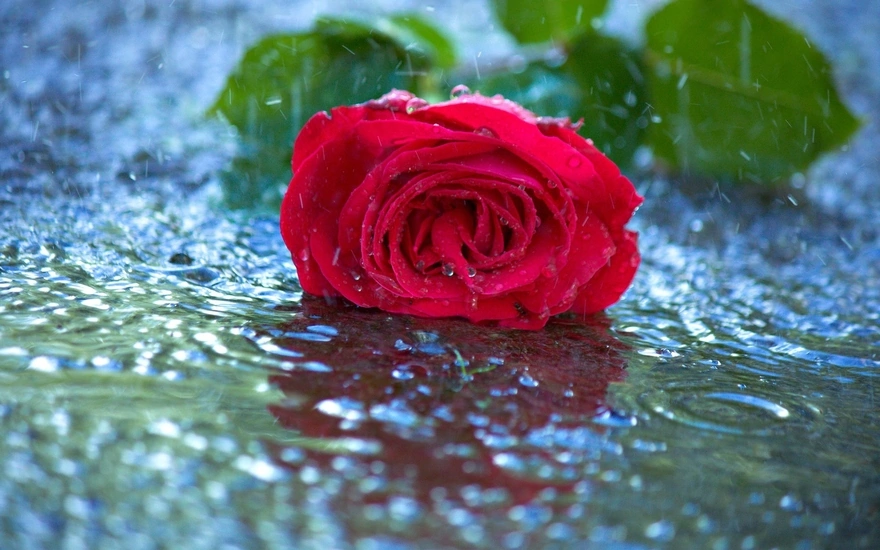 Красная роза лежит на дождевой воде