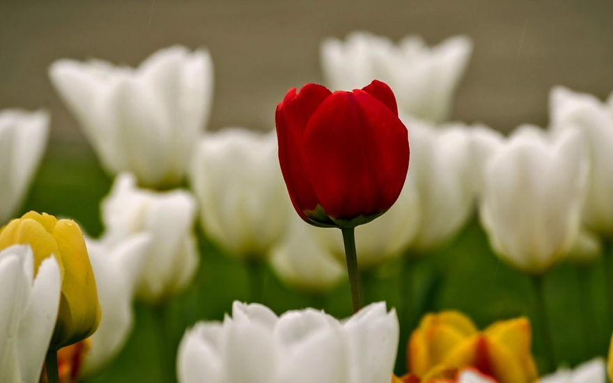 Красный тюльпан на фоне белых и жёлтых тюльпанов
