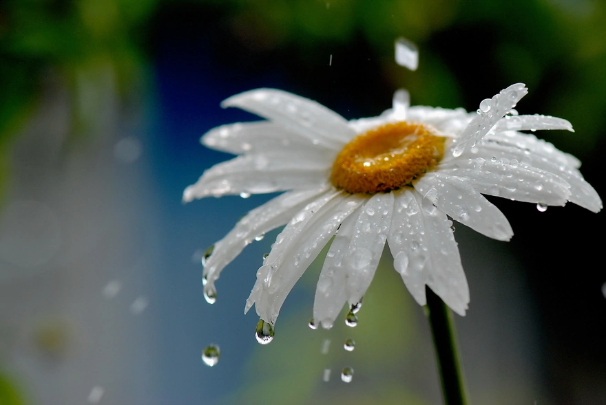 Water drops on petals of white daisies