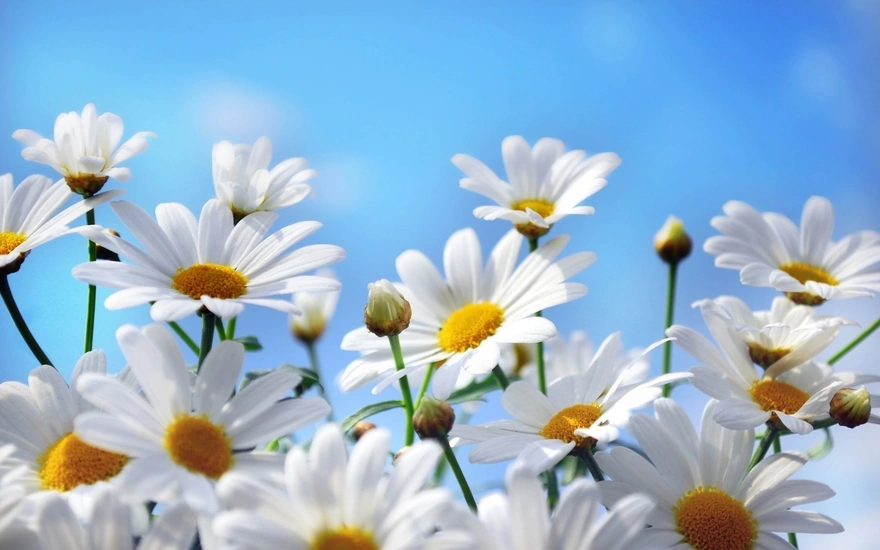 White daisies reaching for the sun
