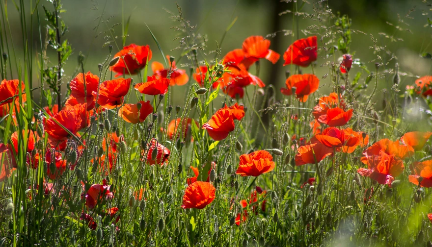 Red flowers poppies on green grass background